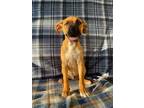 Adopt Bernie a Boxer, Mastiff