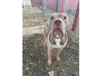 Adopt Crowley a Pit Bull Terrier