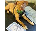 Adopt Coffee a American Staffordshire Terrier