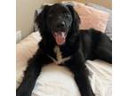 Adopt Mackay a Australian Shepherd, Poodle