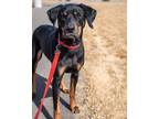 Adopt Steeler a Doberman Pinscher, Black and Tan Coonhound