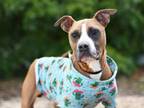 Adopt PETER a American Staffordshire Terrier