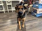 Adopt Linus Cambodia a German Shepherd Dog, Mixed Breed