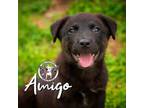 Adopt Amigo Bethea a Husky, Mixed Breed