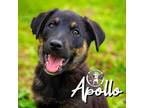 Adopt Apollo Bethea a Husky, Mixed Breed