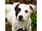 Adopt Atlas Bethea a Husky, Mixed Breed