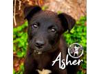 Adopt Koda Asher a German Shepherd Dog, Black Labrador Retriever