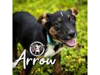 Adopt Arrow Bethea a Husky, Mixed Breed