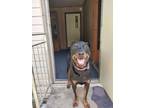 Adopt Brutus a Rottweiler