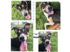 Adopt Scar a Hound, Pit Bull Terrier