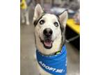 Adopt Corio a Siberian Husky