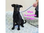 Adopt Mya a Terrier