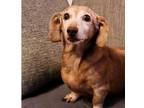 Adopt Hooligan a Dachshund