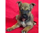 Adopt Shamar a Shepherd, Akita