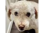Adopt Finley a Poodle