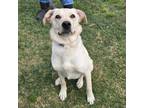 Adopt TOOT-TOOT a Golden Retriever, Great Pyrenees