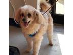 Adopt Chip a Poodle
