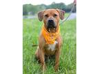Adopt Clyde - Adoptable a Pit Bull Terrier, Mixed Breed