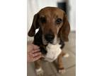 Adopt Jerry a Beagle