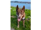 Adopt Courage a Husky, Australian Kelpie