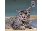 Adopt Jack in the Box a Domestic Short Hair