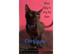 Adopt Cerulean a Domestic Short Hair