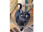 Adopt T'Challa a Domestic Short Hair