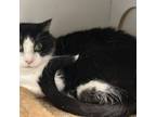 Adopt Barry Manilow a Domestic Short Hair