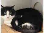 Adopt Barry Manilow a Domestic Short Hair