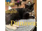 Adopt Dunaway Pub a Domestic Short Hair