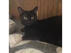 Adopt Squiggy a Domestic Short Hair