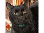 Adopt Eggplant a Domestic Short Hair