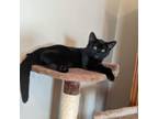 Adopt Pinochle a Domestic Short Hair