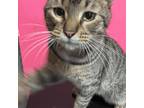 Adopt Miro a Domestic Short Hair