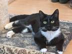 Adopt Anderson a Domestic Short Hair