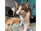 Adopt Agave a Domestic Short Hair