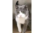 Adopt Oliver 84034 a Domestic Short Hair
