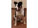 Adopt Elmo 84134 a Husky, American Bully