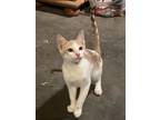 Adopt Smeagull a Domestic Short Hair