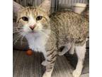 Adopt Sandler a Domestic Short Hair