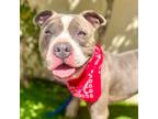 Adopt NICK a Pit Bull Terrier