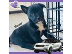 Adopt Rover - Vehicle Litter a Labrador Retriever, Pit Bull Terrier