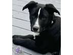 Adopt Bronco - Vehicle Litter a Labrador Retriever, Pit Bull Terrier