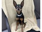 Adopt Mr. Burns a Miniature Pinscher