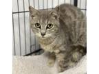 Adopt Two a Domestic Short Hair