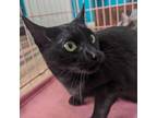 Adopt Bruce a Domestic Medium Hair