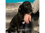 Adopt Liam a Labrador Retriever