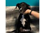 Adopt Owen a Labrador Retriever