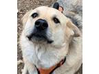 Adopt Wyatt a Great Pyrenees, Australian Cattle Dog / Blue Heeler