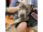 Adopt Chance a Pit Bull Terrier, American Staffordshire Terrier